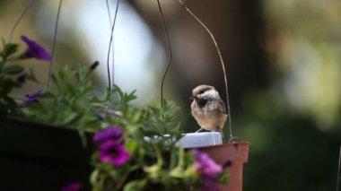 Bir Chickadee bir besleyici kase Suet asılı teller gezinir.