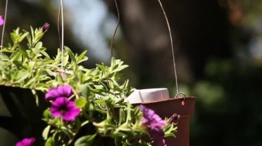 Koyu gözlü Junco, bir besleyiciden solucan alır ve uçar.