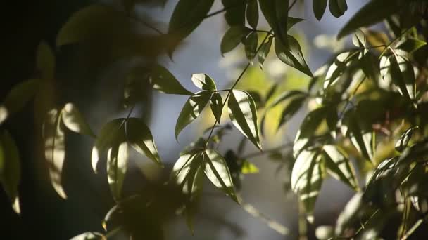 清晨光中南丁纳灌木的叶子 — 图库视频影像