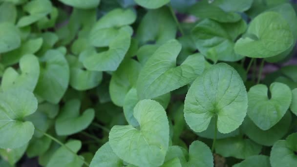 Folhas Plantas Violetas Doces Uma Brisa Suave Primavera — Vídeo de Stock