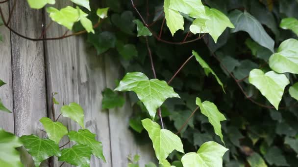 Ivy Casi Cubre Una Vieja Cerca Gris — Vídeo de stock