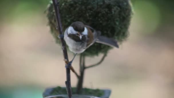 Chickadee Tears Mealworm While Perched Twig — Stock Video