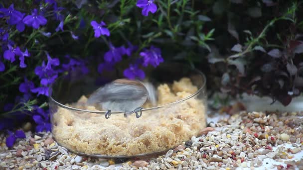 Chickadee Busca Comida Con Fondo Flores — Vídeo de stock