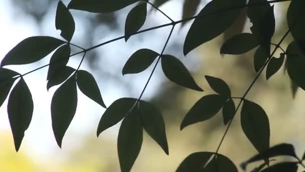 Foglie Verde Scuro Una Nandina Pianta Bambù Celeste — Video Stock