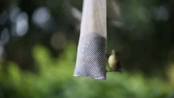 几个金雀争夺空间在网状芬奇种子喂食器 — 图库视频影像