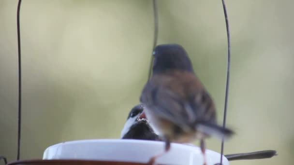 Un bébé mésange combat un junco adulte dans un bol de suif .
