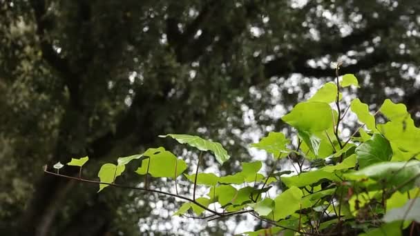 常春藤生长在一棵老橡树下的篱笆上 — 图库视频影像