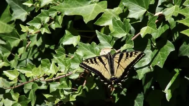 Ein Schöner Schmetterling Pflegt Während Auf Efeu Ruht — Stockvideo