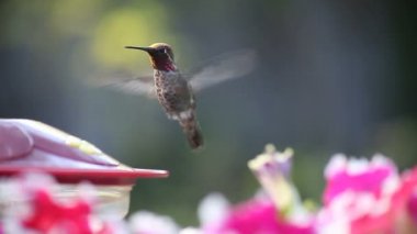 Yakut boğazlı sinekkuşunun yanardöner tüyleri gün batımından hemen önce altın renginde diridir.
