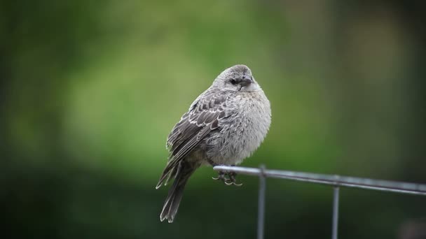 Petits Gazouillis Perchoirs Dans Jardin — Video