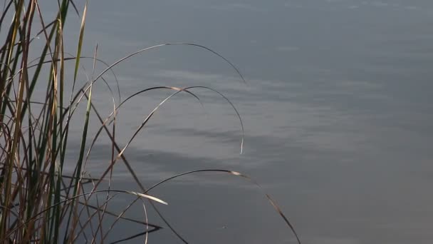 水のそよ風の中のリードの平和な光景 — ストック動画
