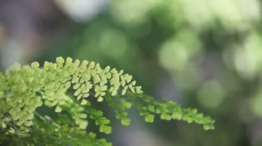 Bir yaz esintisinde Maidenhair eğrelti otu