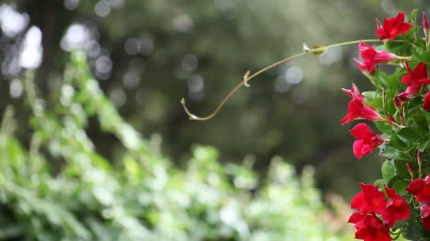 Mandevilla Vine Hängande Korg Med Kopierings Utrymme — Stockvideo