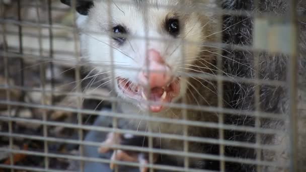 Possum Har Fångats Human Fälla — Stockvideo