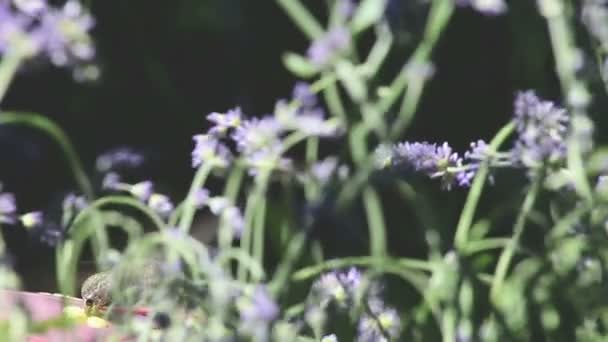 Beija Flor Rubi Garganta Bebe Seu Alimentador Entre Plantas Lavanda — Vídeo de Stock