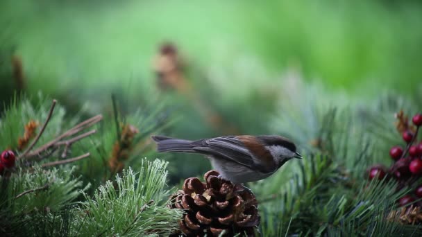 Une Mésange Nourrit Cône Pin Sur Une Couronne Feuilles Persistantes — Video