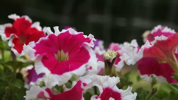 Close Petúnias Bicolor Com Bordas Muito Babados — Vídeo de Stock