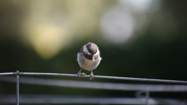Bir chickadee bir tel tünemiş iken bir yemek solucanı üzerindeki kavrama kaybeder