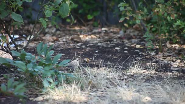 一只浮肿的小鸟乞求食物 — 图库视频影像