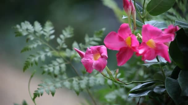 Trompetenförmige Blüten Einer Tropischen Pflanze Mit Einem Farn Hintergrund — Stockvideo