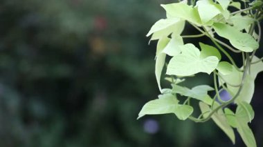 Ipomea yaprakları kireç yeşili ve dekoratif
