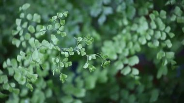 Hafif bir esinti de Narin eğrelti otu