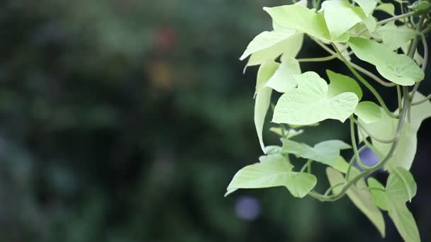 Blätter Der Ipomea Sind Lindgrün Und Dekorativ — Stockvideo