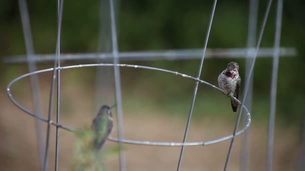 Mužský Kolibřík Zvedá Pohne Tělem Zatímco Samice Dívá — Stock video
