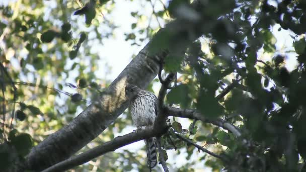 Keskin Parlak Bir Şahin Düşürdüğü Güvercini Arıyor — Stok video