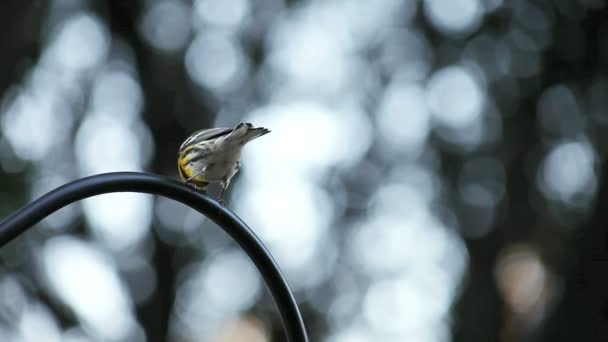 Pájaro Amarillo Negro Gancho Pastor Jardín — Vídeos de Stock