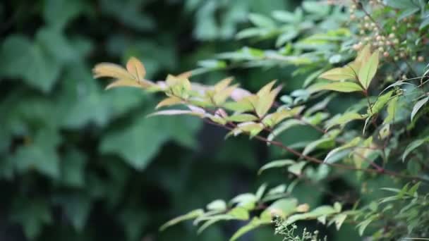 Ivy Een Struik Een Hoek Van Een Tuin — Stockvideo