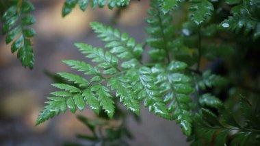 Yağmurda eğrelti otu fronds yakından görünümü