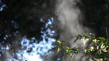 Bir bahçedeki ıslak yüzeylerden buhar yükselir