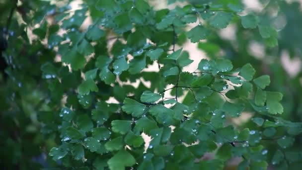 Maidenhair Fern Rain — Stock Video