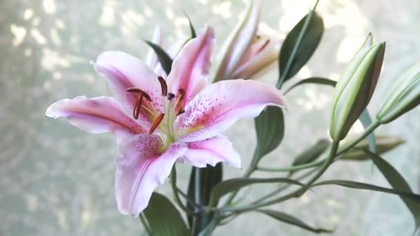 Розовая Белая Лилия Полностью Открытая Бутонами — стоковое видео