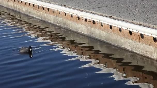 Ein Amerikanischer Blässhuhn Schwimmt Neben Der Anlegerampe Eines Sees — Stockvideo