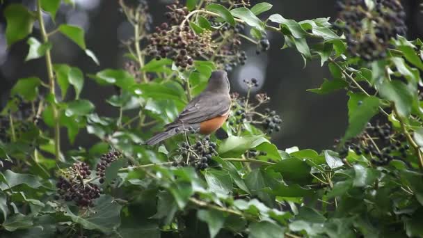 Robin Feeds Many Berries Ivy Branches — Stock Video