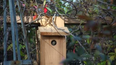 Bir kuş evinin açılışında bir ötücü kuş belirir..