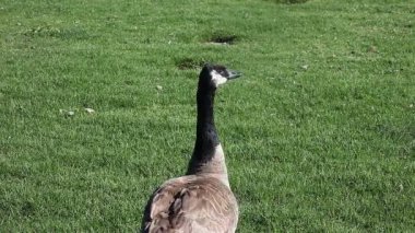 Kanada kazı başka bir kazın çağrılarına cevap veriyor.