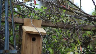 Dişi bir kuş evine yuvamalzemeleri getirir gibi Erkek titmouse bir alarm geliyor
