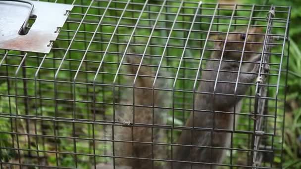 Lively Squirrel Has Been Caught Trap — Stock Video