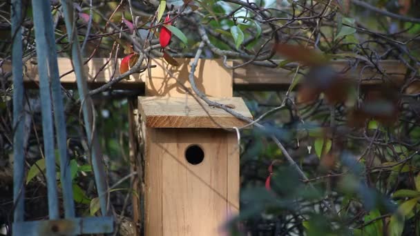 一只歌鸟走进一个木鸟屋 — 图库视频影像