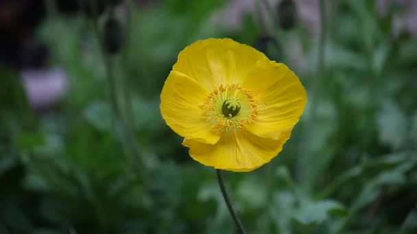 Gele Poppy Bloeit Het Voorjaar — Stockvideo