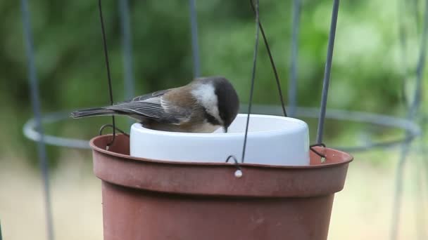 Onlangs Volwaardige Vogel Zit Voedsel Bowl Eet — Stockvideo