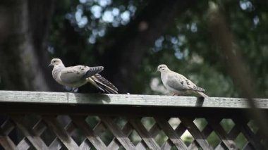 İki güvercin preen, streç ve bir arka bahçesinde çit üzerinde dinlenme