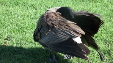 Kanadalı bir kaz çimenlerin üzerinde kendini tımar ediyor.