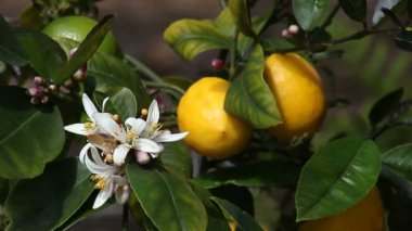 Çiçekleri, olgunlaşmamış meyve ve limon almaya hazır bir limon ağacının closeup