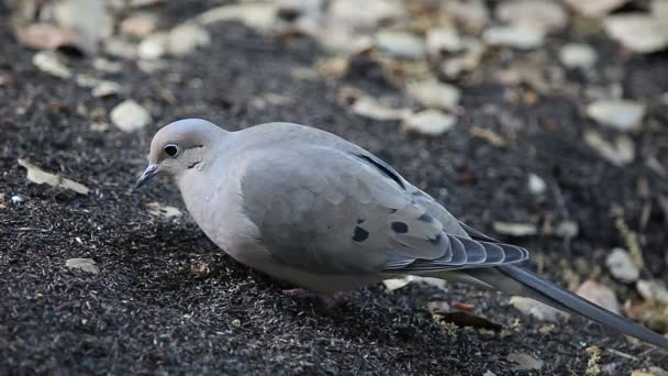 鸽子在地上吃小人的种子 — 图库视频影像