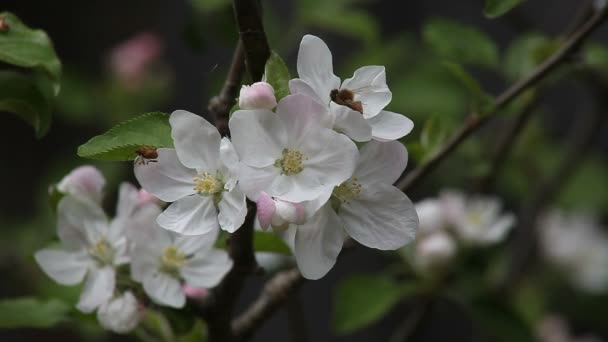 Een Kever Een Bee Een Appelboom Het Voorjaar — Stockvideo