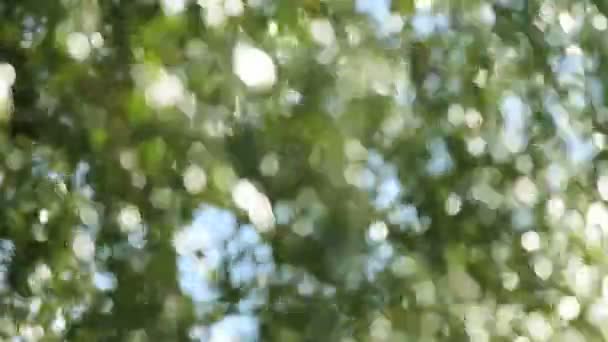 在微风 阳光明媚的日子里 一棵脱光的橡树的闪闪发光的散景 — 图库视频影像